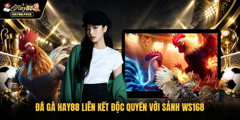 Đá Gà Hay88 liên kết độc quyền với sảnh WS168
